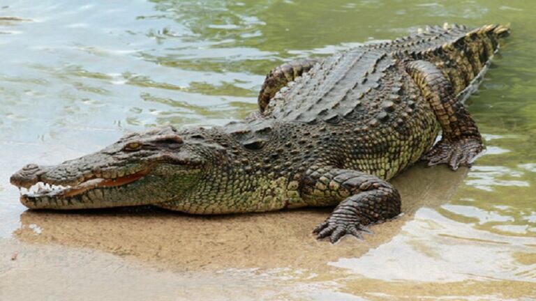  Cocodrilo se devoró a un pez en la orilla de la playa