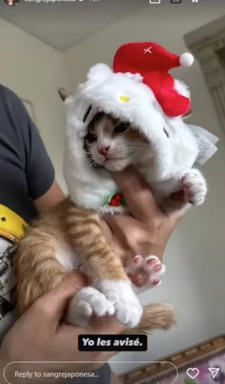 "Cocomiel", el gatito de China.