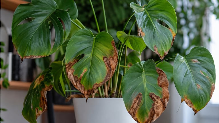 Cómo evitar que las hojas de las plantas se vuelvan amarronadas. Foto: IA