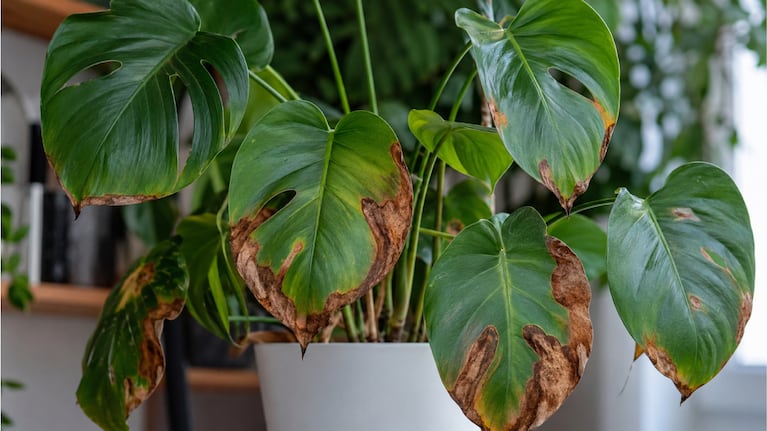 Cómo evitar que las hojas de las plantas se vuelvan amarronadas. Foto: IA