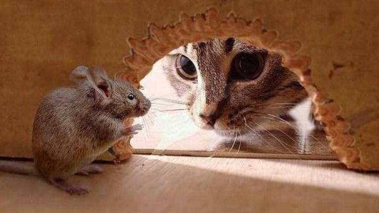 Como Tom y Jerry: gato persigue a un ratón y luego lo acaricia
