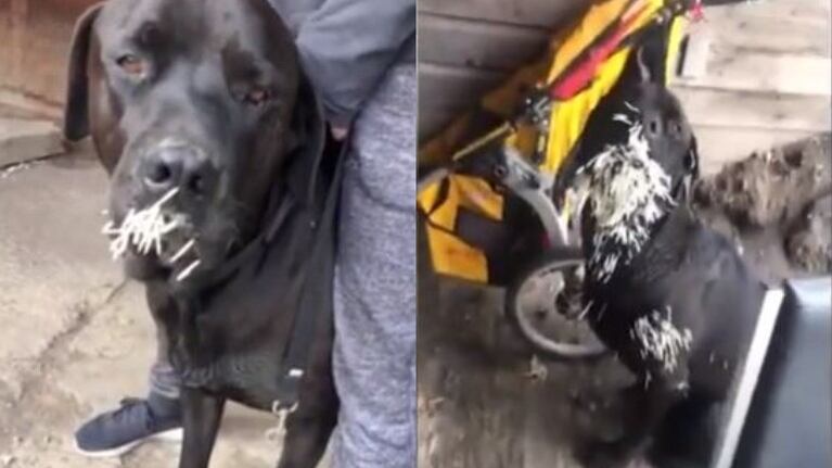 Con más de 500 púas clavadas en su rostro, así luce un perro tras el ataque de un puercoespín