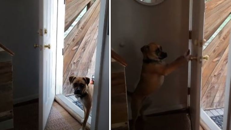 Con modales: esta perrita se volvió famosa por cerrar la puerta de la casa después de entrar