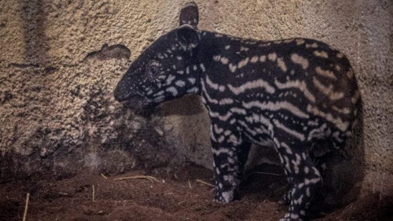 Con nuevos animales exóticos nacidos durante la cuarentena, reabre el Zoo de Praga