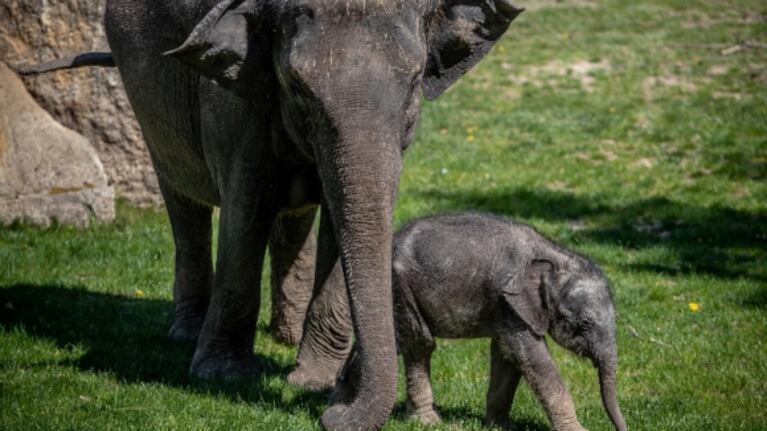 Con nuevos animales exóticos nacidos durante la cuarentena, reabre el Zoo de Praga