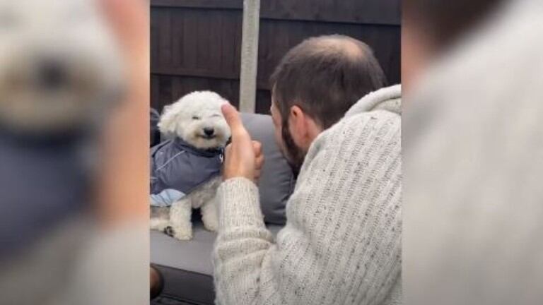 Con una sonrisa: este perrito se ríe cuando le sonríen y le levantan el pulgar