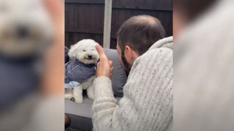  Con una sonrisa: este perrito se ríe cuando le sonríen y le levantan el pulgar