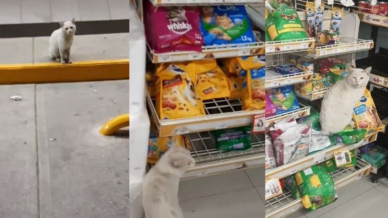 Conejo, el gato callejero que se ha hecho viral por guiar a las personas al súper y señalar su marca favorita