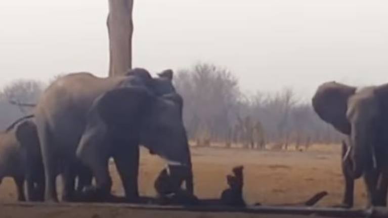 Conmovedor: el vídeo viral de una mamá elefante ayudando a su cría