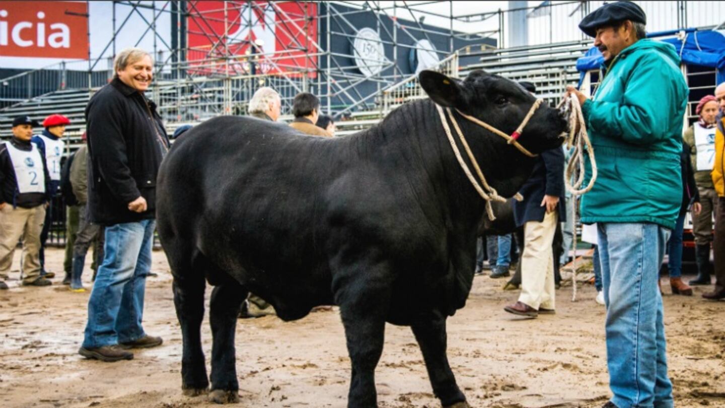 Conocé a Apolo, el primer animal que arribó la Expo La Rural de Palermo (Foto: Prensa)