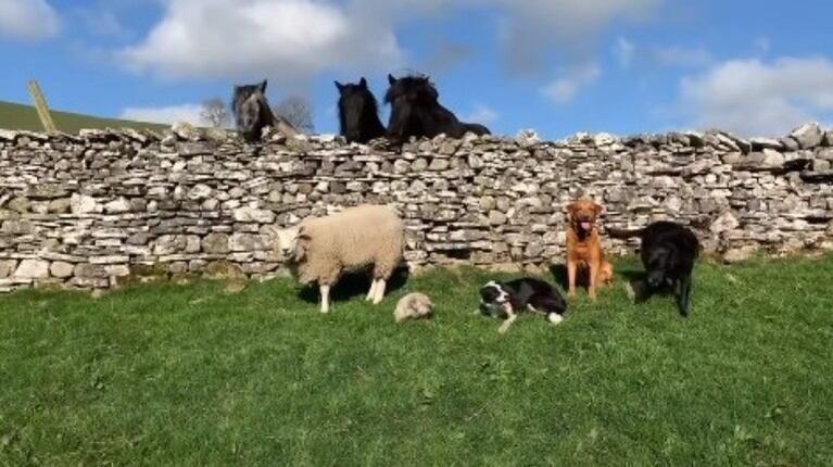 Conoce a Bella, la oveja Texel que está tan convencida de que es un perro que hasta huye de las otras ovejas