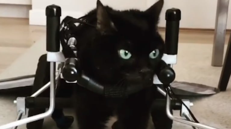 Conoce a Brutiss, una adorable gata con hipoplasia cerebelosa que lleva una vida plena gracias a su dueña