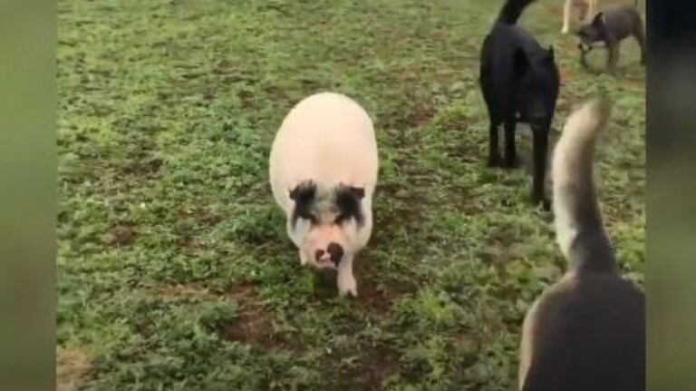 Conoce a Chowder, el cerdo de gran tamaño que se cree y se comporta como un perro