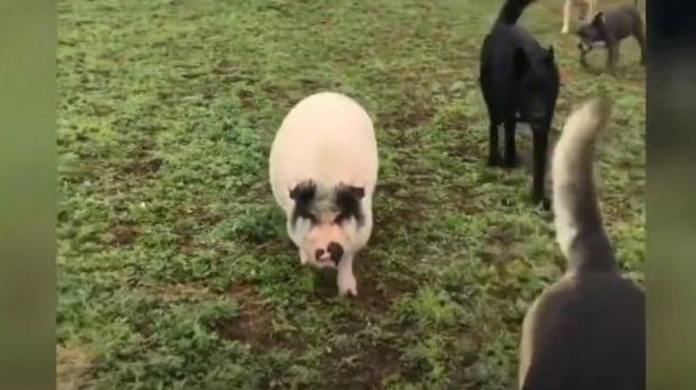 Conoce a Chowder, el cerdo de gran tamaño que se cree y se comporta como un perro