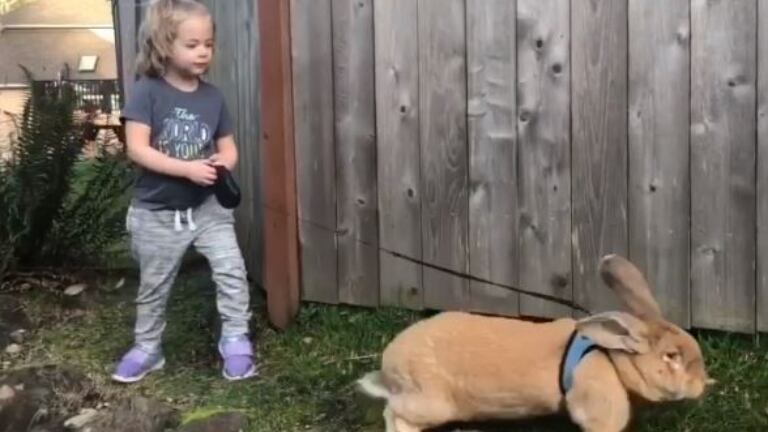 Conocé a “Cocoa Puff” el conejo que desafía lo estándar por su enorme tamaño.