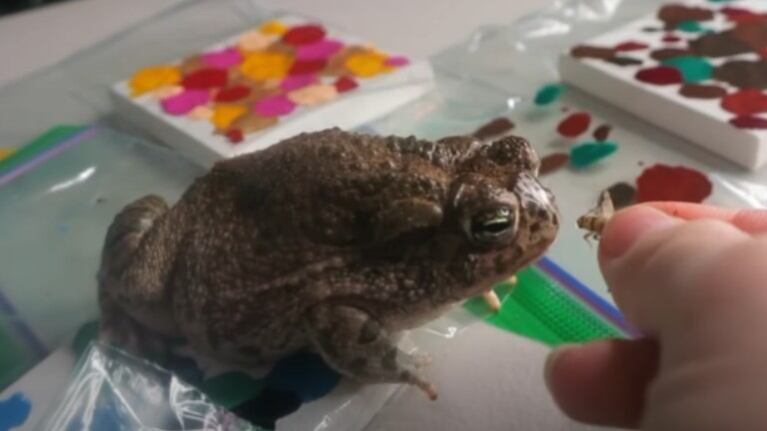 Conoce a Fefe, una rana con dotes de artista que se toma su tiempo para crear bonitos y coloridos retratos