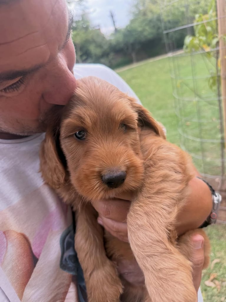 Conocé a Francisco, el nuevo perrito de Amalia Granata (captura de Instagram)