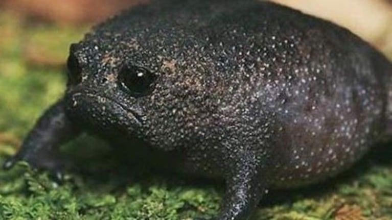 Conoce a la rana negra de lluvia africana