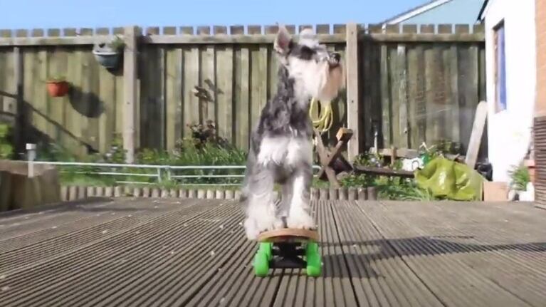Conoce a Luna, la Schnauzer miniatura que monta en monopatín