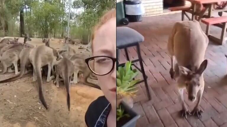 Conoce a Matt, el canguro que se cuela en un bar australiano todos los días