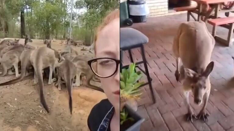 Conoce a Matt, el canguro que se cuela en un bar australiano todos los días