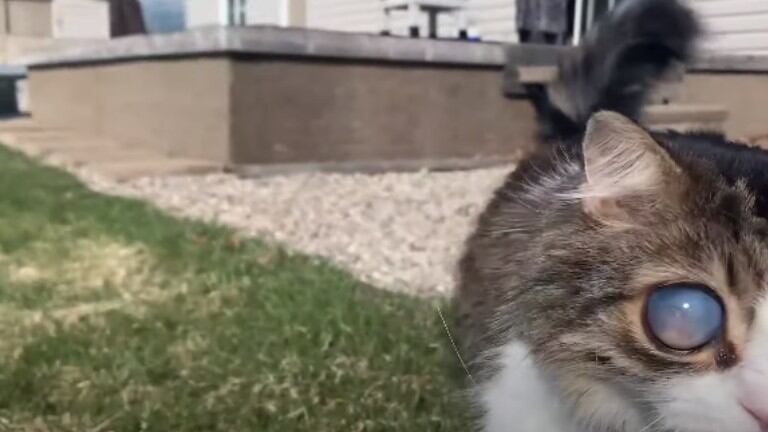 Conoce a Pico, un adorable gato ciego con unos ojos anormalmente grandes