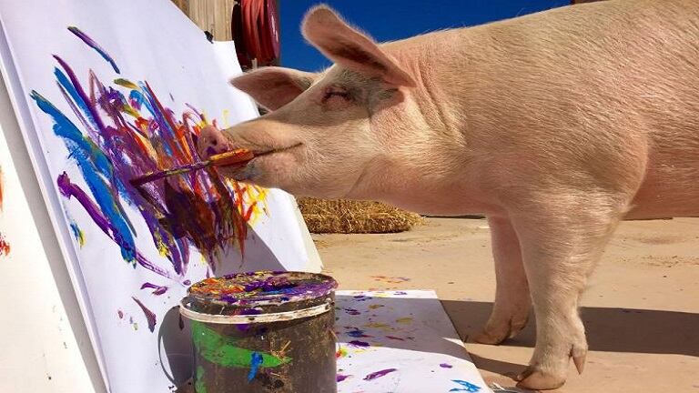 Conocé a Pigcasso, la cerdita que pinta cuadros en Sudáfrica