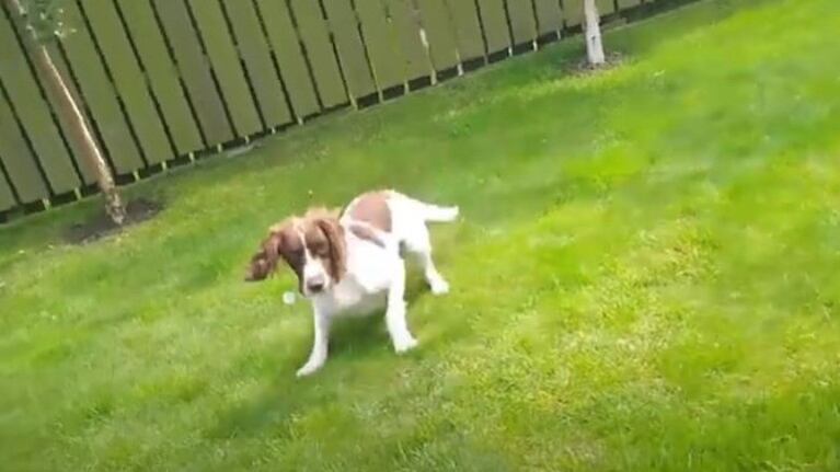 Conocé a Rufus, el perro de rescate que olfatea la viruela de las ardillas