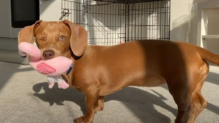 Conoce a Willow, la tuerta, una Dachshund miniatura que siempre parece estar guiñando un ojo