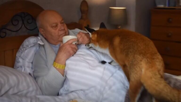 Conoce a Woody, el zorro rojo que se cree perro