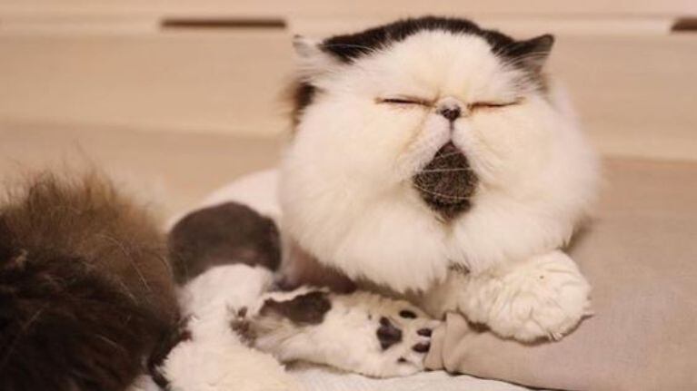 Conocé a Zuu, el gato que es toda una celebridad en Instagram 