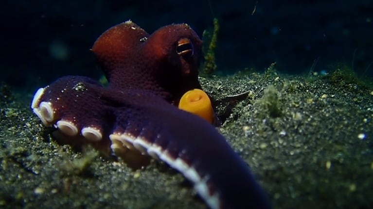 Conoce al pulpo de coco, el cefalópodo que usa herramientas y puede adoptar una postura bípeda para caminar
