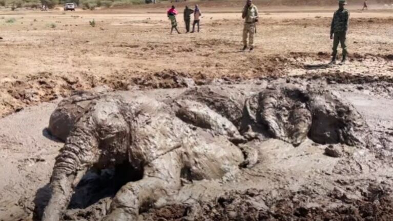 Consiguen rescatar a tres elefantes que se estaba hundiendo en el barro de una presa en Kenia