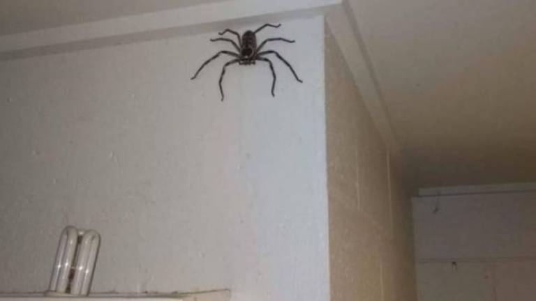 Convivió durante un año con una araña gigante y celebró su crecimiento