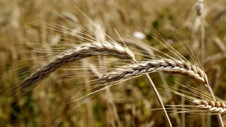 Crece la preocupación en el campo por el avance de la sequía que ya amenaza cultivos
