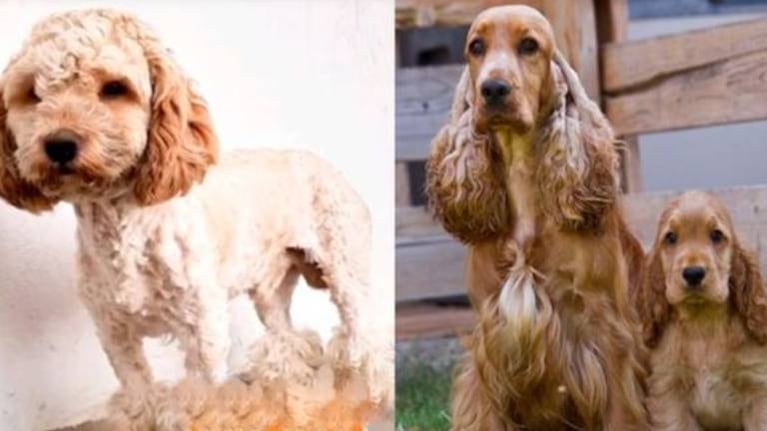 Creyó que adoptaba un Cocker Spaniel, pero la habían engañado