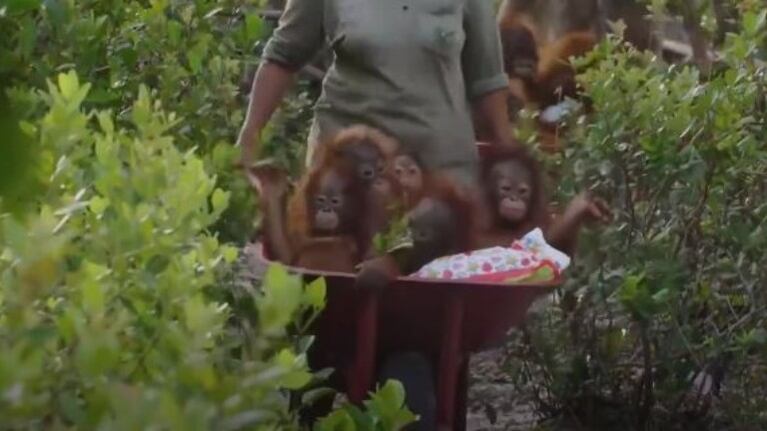 Crías de orangután van a la guardería en carretilla para aprender a sobrevivir en la naturaleza