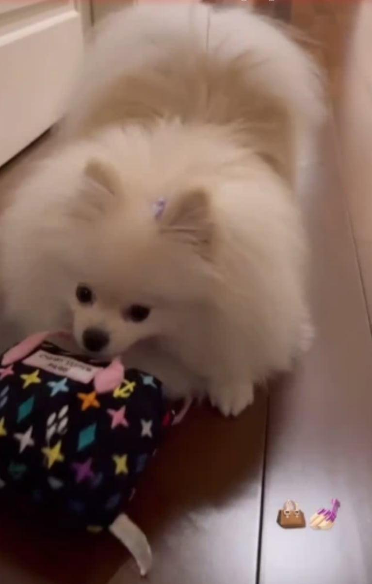 Cuánto cuesta la cartera de alta gama que Emilia Mernes le dio a su perrita para jugar
