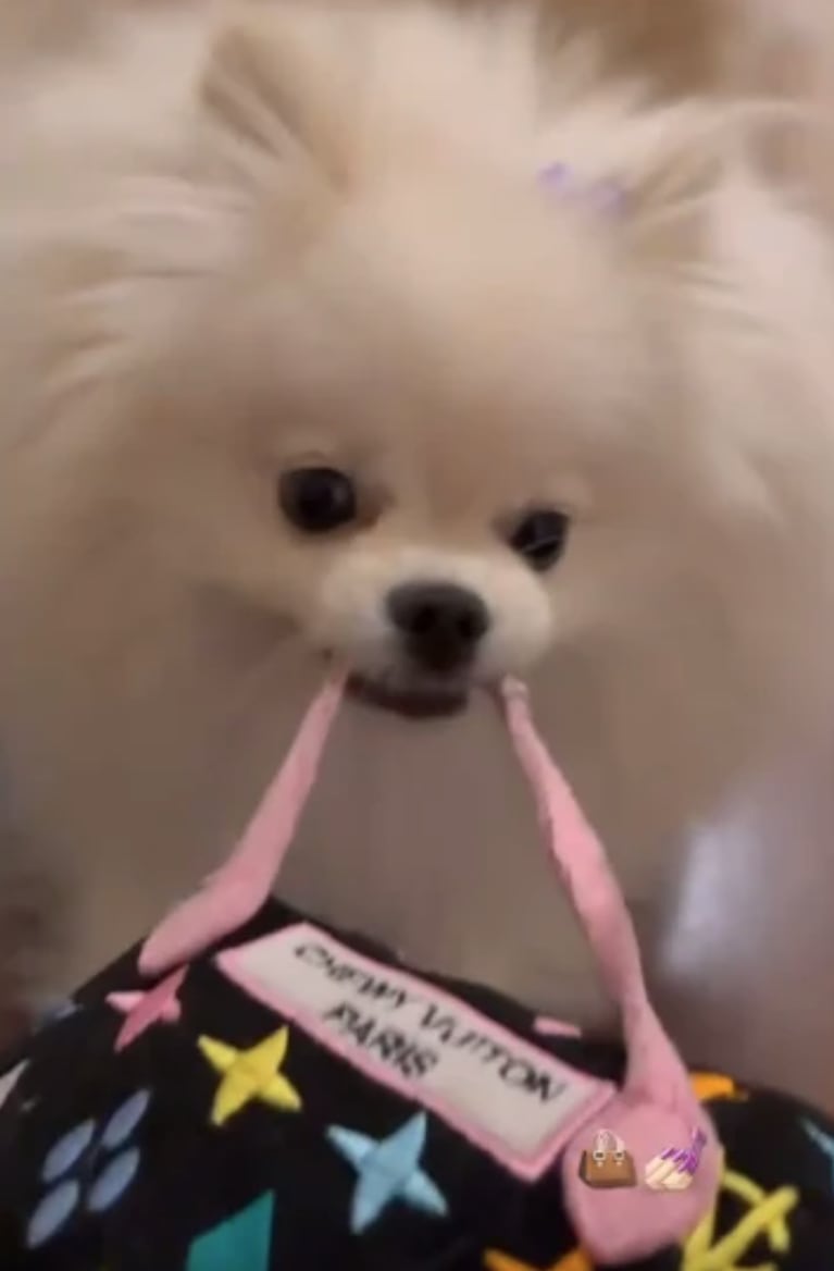 Cuánto cuesta la cartera de alta gama que Emilia Mernes le dio a su perrita para jugar