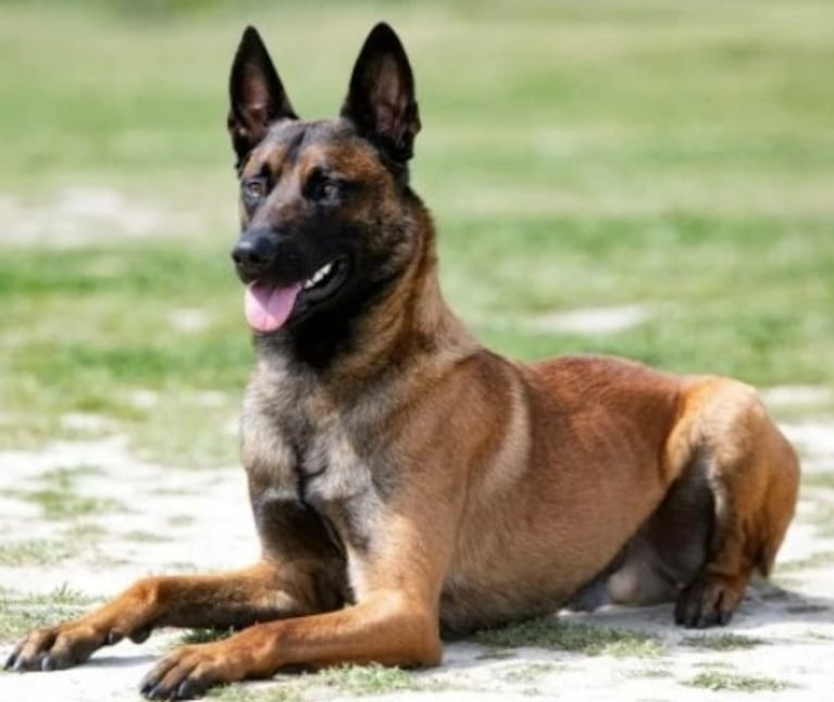 Cuánto sale el perro que compró Dibu Martínez para proteger su mansión en Birmingham