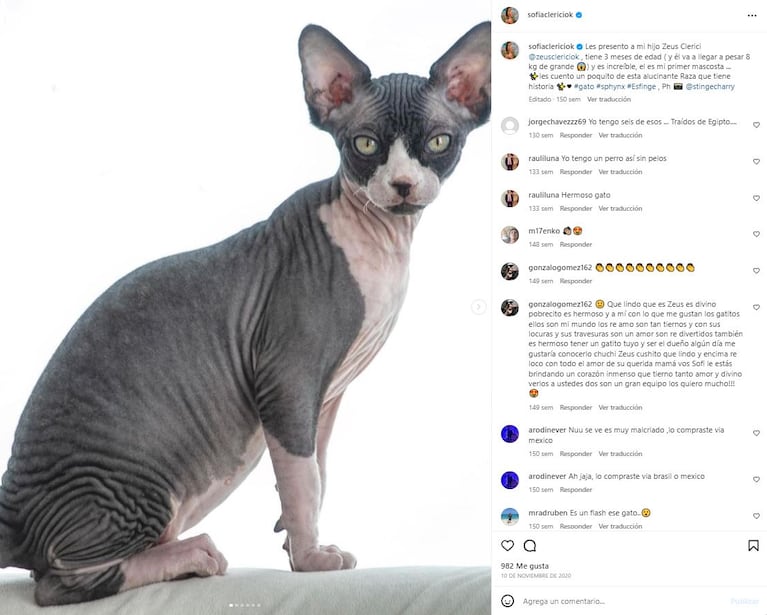 Cuánto sale un gato Sphynx como el que Sofía Clerici fue a buscar a Lomas de Zamora