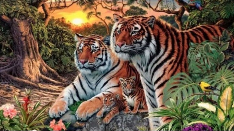 ¿Cuántos tigres ves? El nuevo desafío que vuelve locos a los usuarios de Twitter.