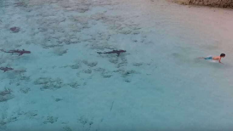 Cuatro tiburones persiguieron a un niño 