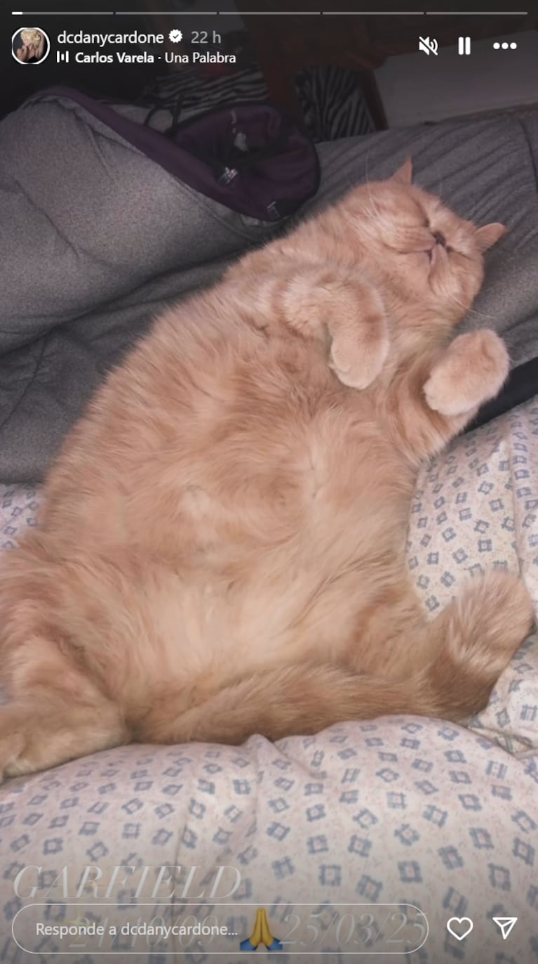 Daniela se despidió de su gato. Foto: IG | dcdanycardone