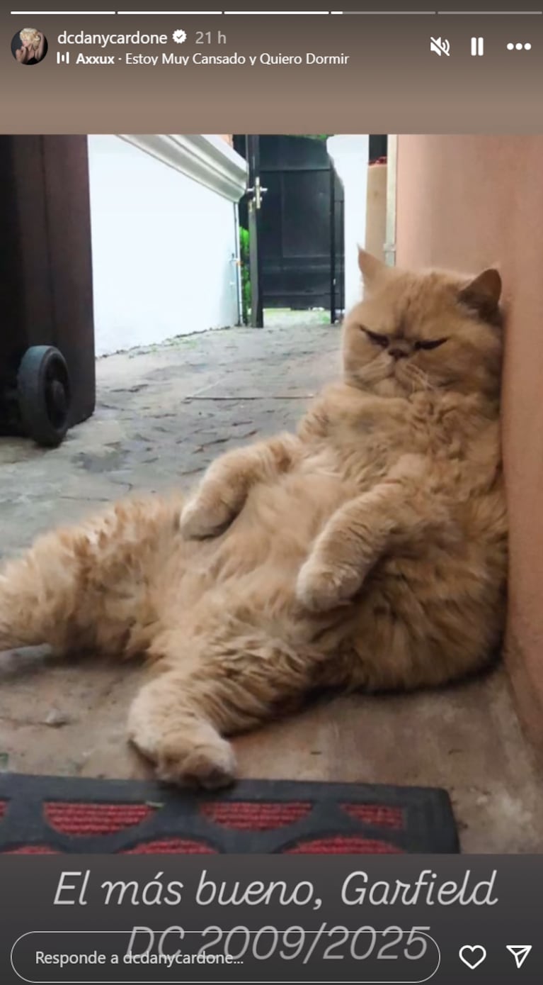 Daniela se despidió de su gato. Foto: IG | dcdanycardone