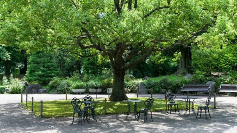 Deberán plantarse 100.000 árboles por año en la Ciudad