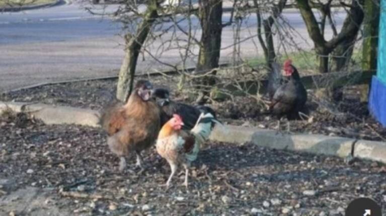 Decenas de gallos y gallinas salvajes atacan un barrio y la gente entra en pánico