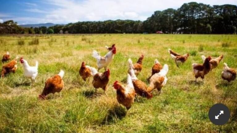 Decenas de gallos y gallinas salvajes atacan un barrio y la gente entra en pánico
