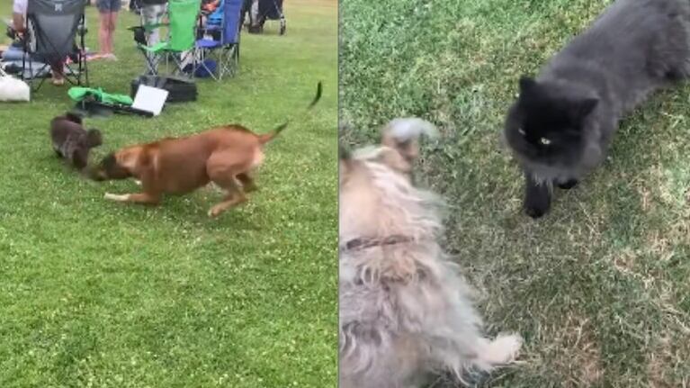Deciden llevar a su gato al parque y lo que pasó se hizo viral