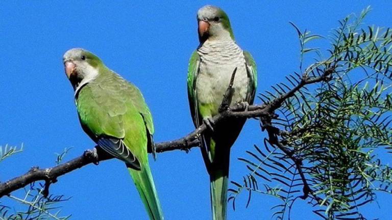 Declaran plaga a las cotorritas en Mendoza porque afectan los cultivos